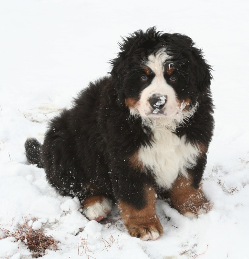 Powder Keg Farm Bernese Photos